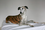 liegender Galgo Espanol