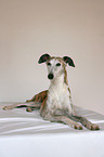 liegender Galgo Espanol