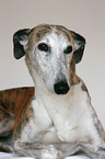 Galgo Espanol Portrait