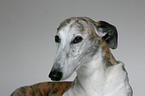 Galgo Espanol Portrait