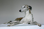 liegender Galgo Espanol