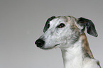 Galgo Espanol Portrait