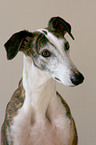 Galgo Espanol Portrait