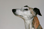 Galgo Espanol Portrait