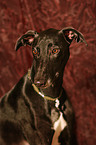 Galgo Espanol Portrait