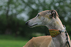 Galgo Espanol Portrait