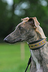 Galgo Espanol Portrait