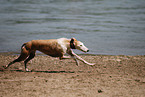 rennender Galgo Espanol