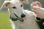 Galgo Espanol Portrait