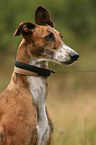 Galgo Espanol Portrait