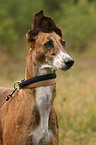 Galgo Espanol Portrait