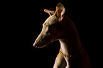 Galgo Espanol Portrait