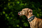 Galgo Espanol Portrait