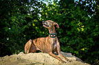 liegender Galgo Espanol