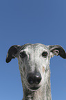 Galgo Espanol Portrait