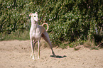 Galgo Espanol