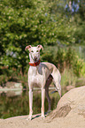 Galgo Espanol