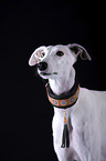 Galgo H�ndin vor schwarzem Hintergrund