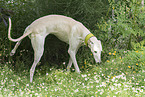 Galgo Espanol