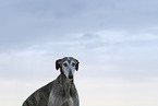 erwachsener Galgo Espanol