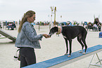 erwachsener Galgo Espanol