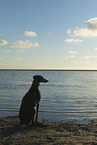 Galgo am Meer