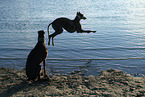 Galgos am Meer
