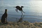 Galgos am Meer