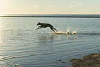 Galgo am Meer