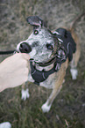 Galgo Hndin