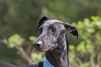 Galgo Espanol