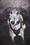 Galgo Espanol