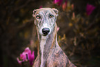 Galgo Espanol