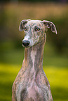 Galgo Espanol