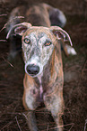 Galgo Espanol