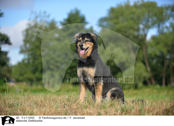 sitzende Gelbbacke / sitting Old German Herding Dog / YJ-11640