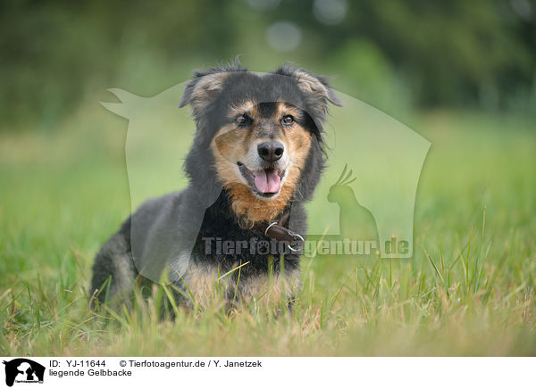 liegende Gelbbacke / lying Old German Herding Dog / YJ-11644
