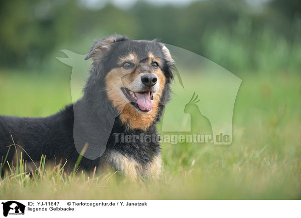 liegende Gelbbacke / lying Old German Herding Dog / YJ-11647