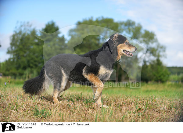 Gelbbacke / Old German Herding Dog / YJ-11648