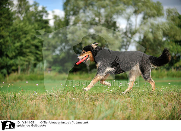 spielende Gelbbacke / YJ-11651