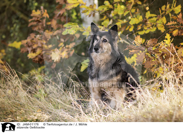 sitzende Gelbbacke / sitting Old German Herding Dog / JAM-01176
