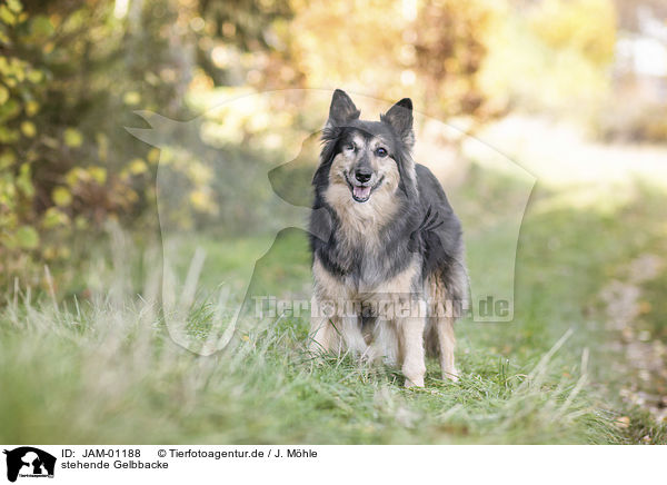 stehende Gelbbacke / standing Old German Herding Dog / JAM-01188