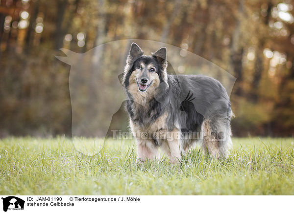 stehende Gelbbacke / JAM-01190