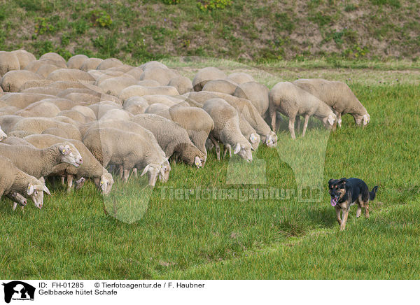 Gelbbacke htet Schafe / shepherding Old German Herding Dog / FH-01285