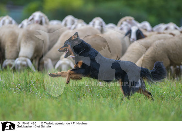 Gelbbacke htet Schafe / shepherding Old German Herding Dog / FH-01426
