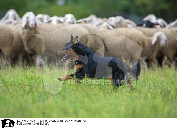 Gelbbacke htet Schafe / shepherding Old German Herding Dog / FH-01427