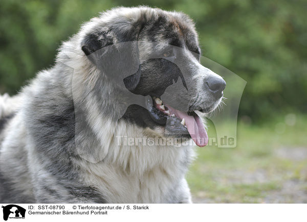 Germanischer Brenhund Portrait / SST-08790