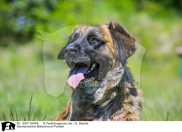 Germanischer Brenhund Portrait / Germanic Bear Dog Portrait / SST-16409
