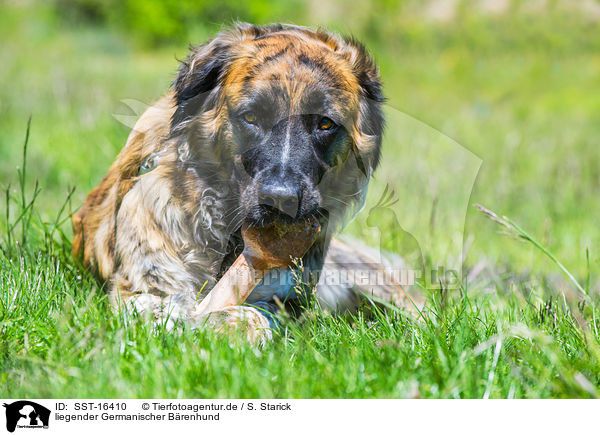liegender Germanischer Brenhund / lying Germanic Bear Dog / SST-16410