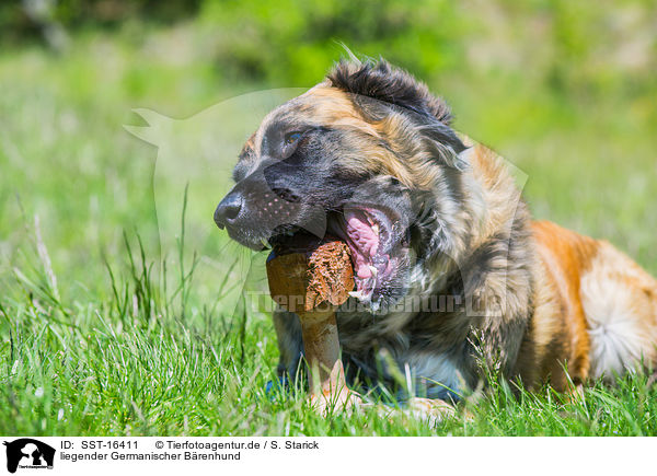 liegender Germanischer Brenhund / SST-16411